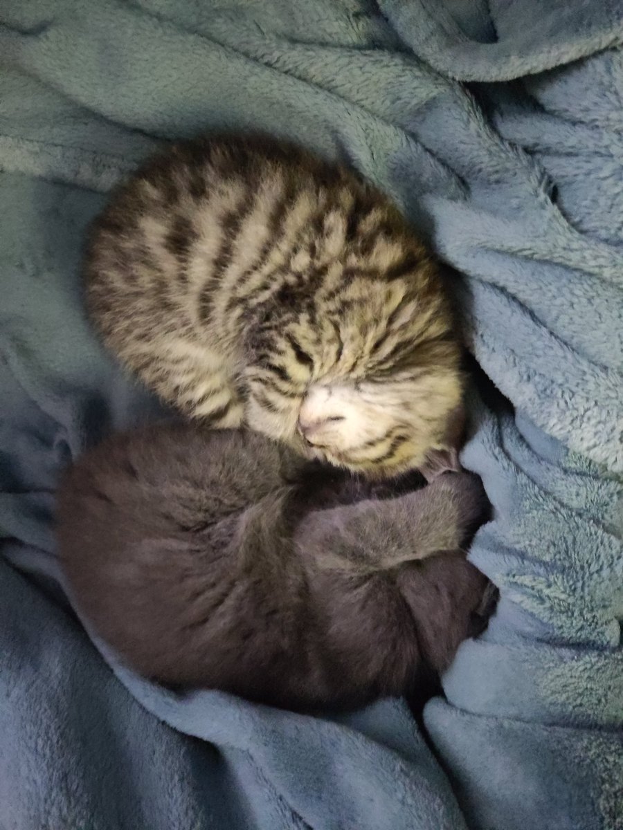 YarukaKiryu's tweet photo. Neue Katzenmemes https://t.co/1nrvxIh0Fc