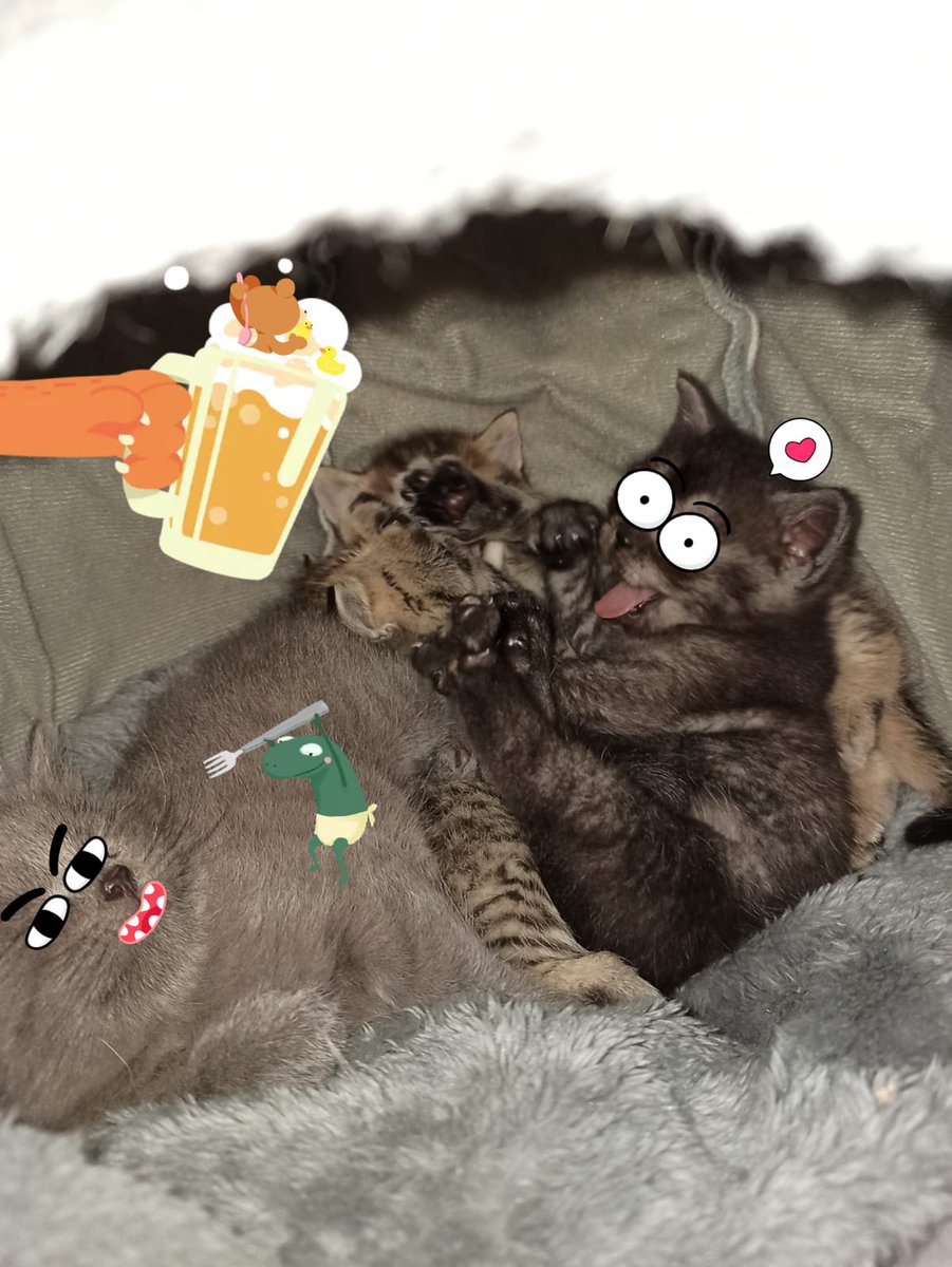 YarukaKiryu's tweet photo. Neue Katzenmemes https://t.co/1nrvxIh0Fc