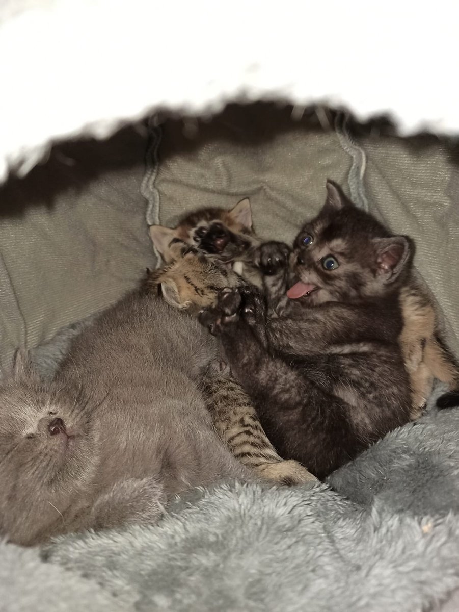 YarukaKiryu's tweet photo. Neue Katzenmemes https://t.co/1nrvxIh0Fc