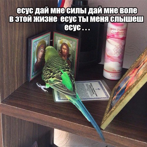 sharon_fzl's tweet photo. проблемы с психикой? сходи к психотерапевту

Тем временем я: https://t.co/M7a7tU5Fu7