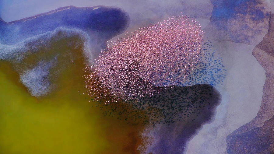 pixts's tweet photo. flamingos flying over tanzania’s lake natron https://t.co/bwdr6YxiVW