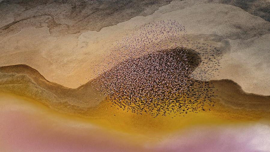 pixts's tweet photo. flamingos flying over tanzania’s lake natron https://t.co/bwdr6YxiVW