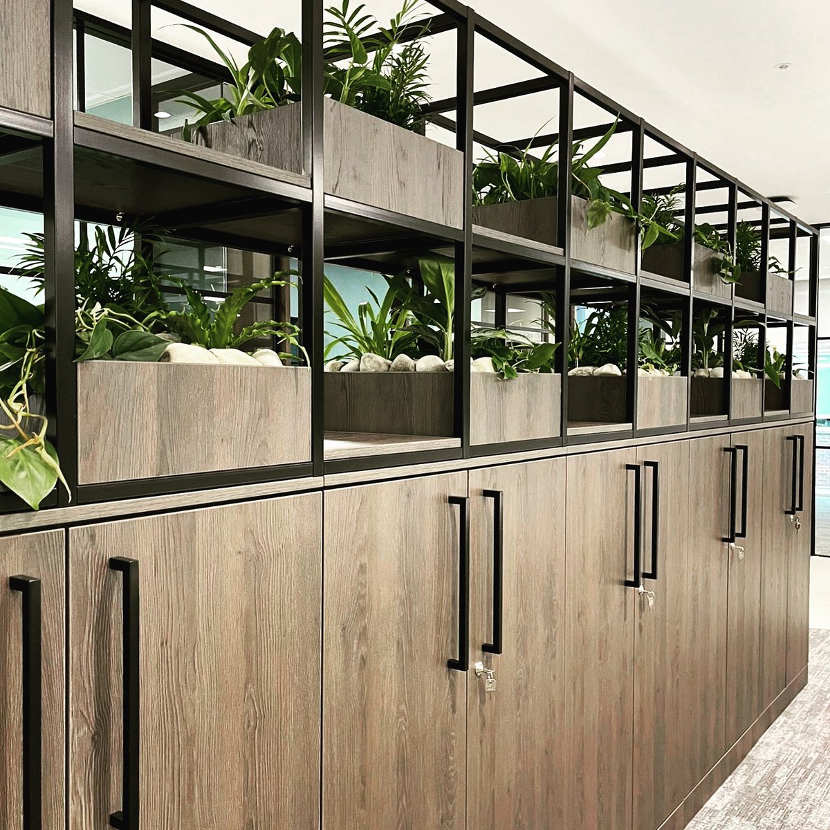 FreewallSystems's tweet photo. Ingredients for this Freewall QB zoning installation:
• Sepia Gladstone Oak MFC finish
• Stylish Hargrave squared bar handles
• A touch of green 🌱
Contact us on 01403 785985 or sales@freewall.co.uk
#officefurniture #officefurnituredesign #office #officedesign #biophilicdesign https://t.co/mkoNYJLppw
