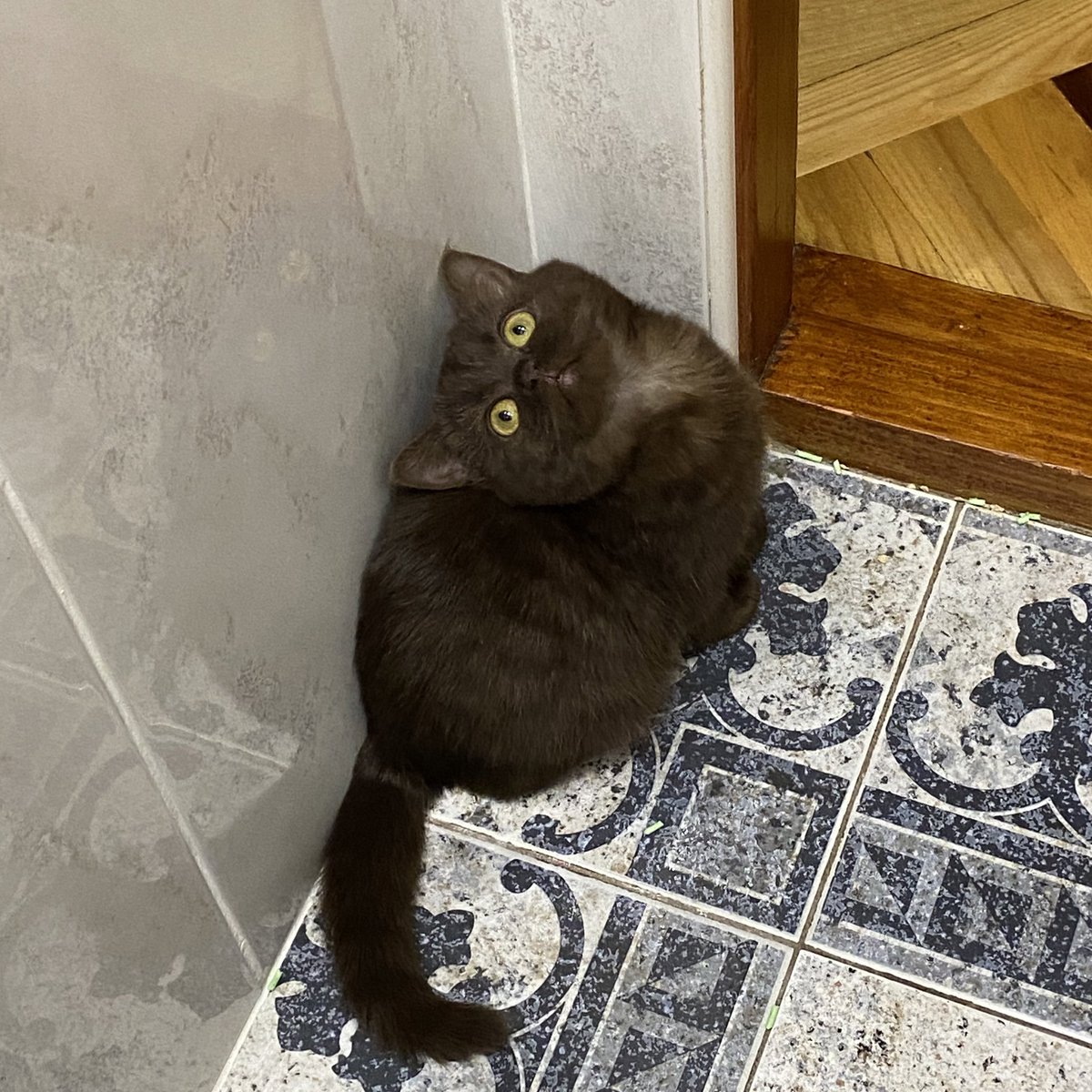 Аннушка с маслом и кошка Кирочка🐈⬛ tweet media