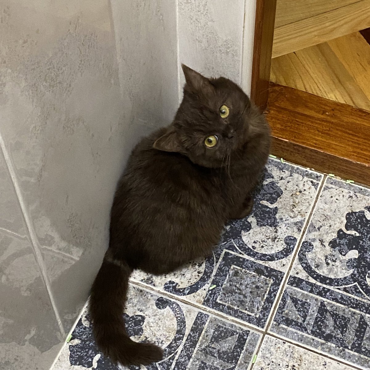 Аннушка с маслом и кошка Кирочка🐈⬛ tweet media
