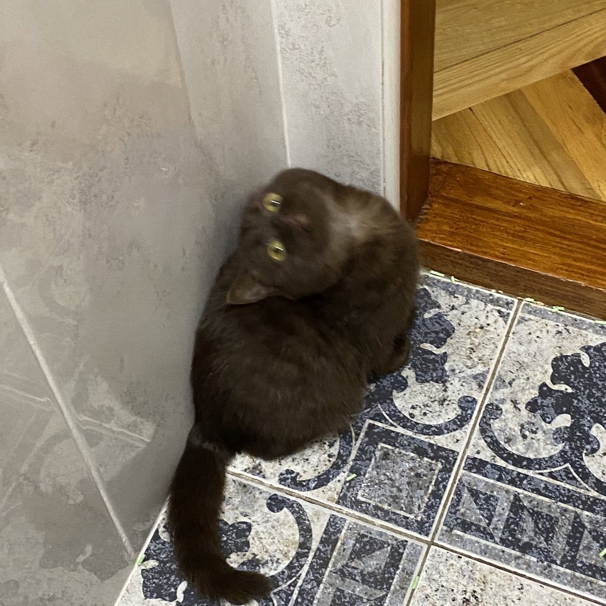Аннушка с маслом и кошка Кирочка🐈⬛ tweet media