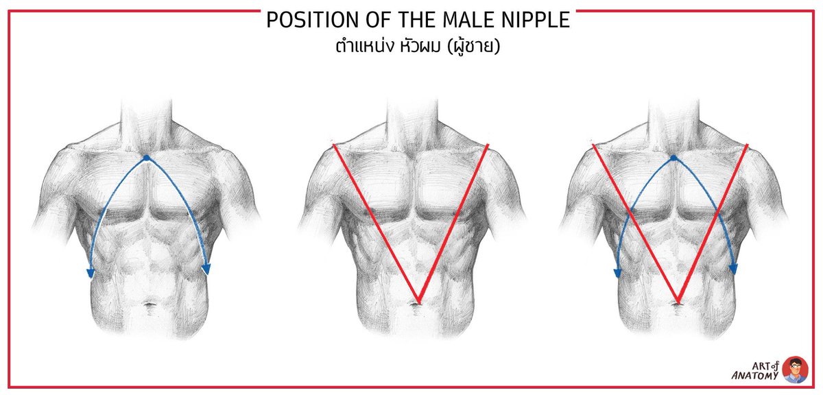 ตำแหน่งของหัวนม (ผู้ชาย)
The position of the nipple