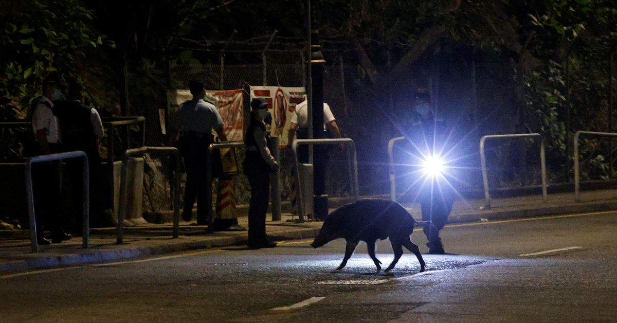 ReutersWorld's tweet photo. Hong Kong authorities begin boar hunt amid public safety fears https://t.co/EyCwhZRT5F https://t.co/5h30BBvzY6