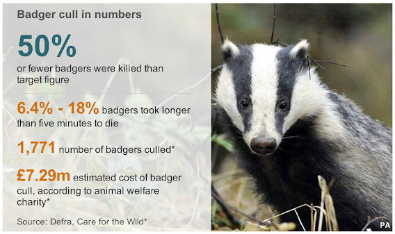 SaveMeTrust's tweet photo. #Freeshooting results in slow, painful deaths and means hundreds of numerous orphaned #badger cubs are left behind. This is an inhumane solution to a problem only a small percentage of badgers are responsible for and could cause even more disruption to farmers. @BadgerTrust https://t.co/URBNuIB8aN