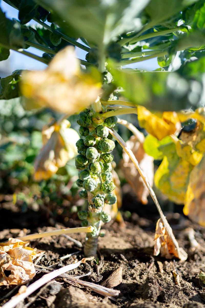 RestaurantOne's tweet photo. Onze verse oogst van Cavolo Nero en spruitjes kan je vanavond nog proeven bij ONE. 😍
We zijn vandaag extra vroeg geopend, vanaf 16.00 uur en vrijdag én zaterdag zijn we doorlopend geopend vanaf 12.30 uur.
#moestuin #garden #aangepaste #openingsuren #extravroeggenieten https://t.co/AtdYw3yu0W