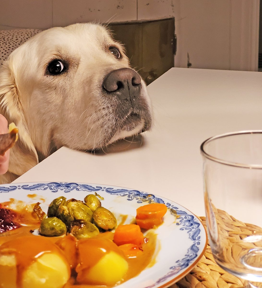 Idag är det dax för Åke att resa hem till "staun" efter några dagar hos oss på "Villa Viken" i Järnavik!

Åke ger maten betyget fem av fem, självserveringen av fallfrukt i trädgården var en ren bonus! #GoldenRetrievers