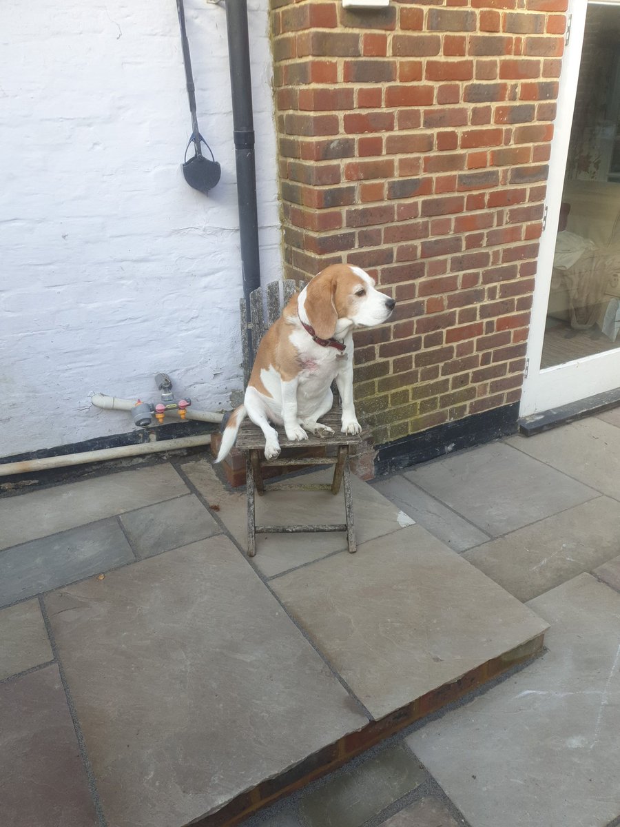 Ciderniks's tweet photo. Frank the Cider Beagle watching the world go by https://t.co/ED6s6fd3qQ