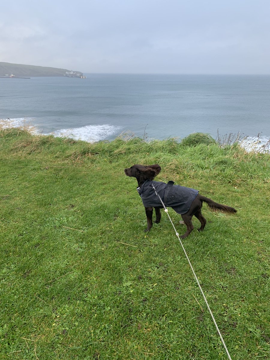coco_should's tweet photo. #autumninscotland Flapometers at a solid 8.5 and raincoats on this morning. Mum says it might snow ❄️ next week. https://t.co/NklmG3vWM9