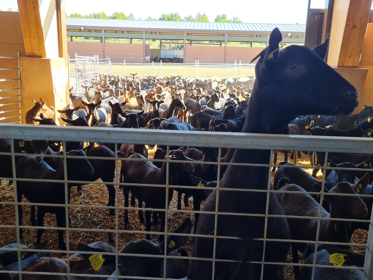 Last week I had the opportunity to attend a press trip organized by #ElCanterodeLetur to their new farm with 3,000 #organicgoats. Today they are the leading company in Spain to produce #organicyogurt and #organickefir. Read my chronicle here. theyummybull.com/en/2021/11/18/…