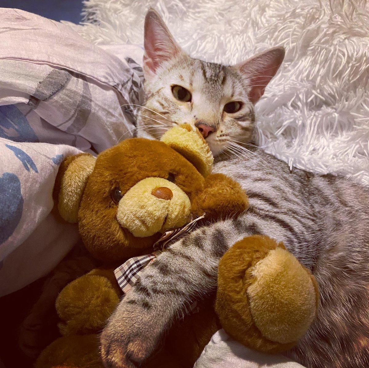 Allyda96's tweet photo. #Schlummern wir noch ein bisschen durch den #Lockdown … so nähern wir uns auch dem Wochenende!
#thursdaymorning #ThursdayThought #thursdaymood #cat #cats #cuddlingcats #sleepingcats #cutecats #bengalcats #catsoftheday #CatsOnTwitter #CatsOfTwitter #pictureoftheday #picoftheday https://t.co/jbxcm1fWN1