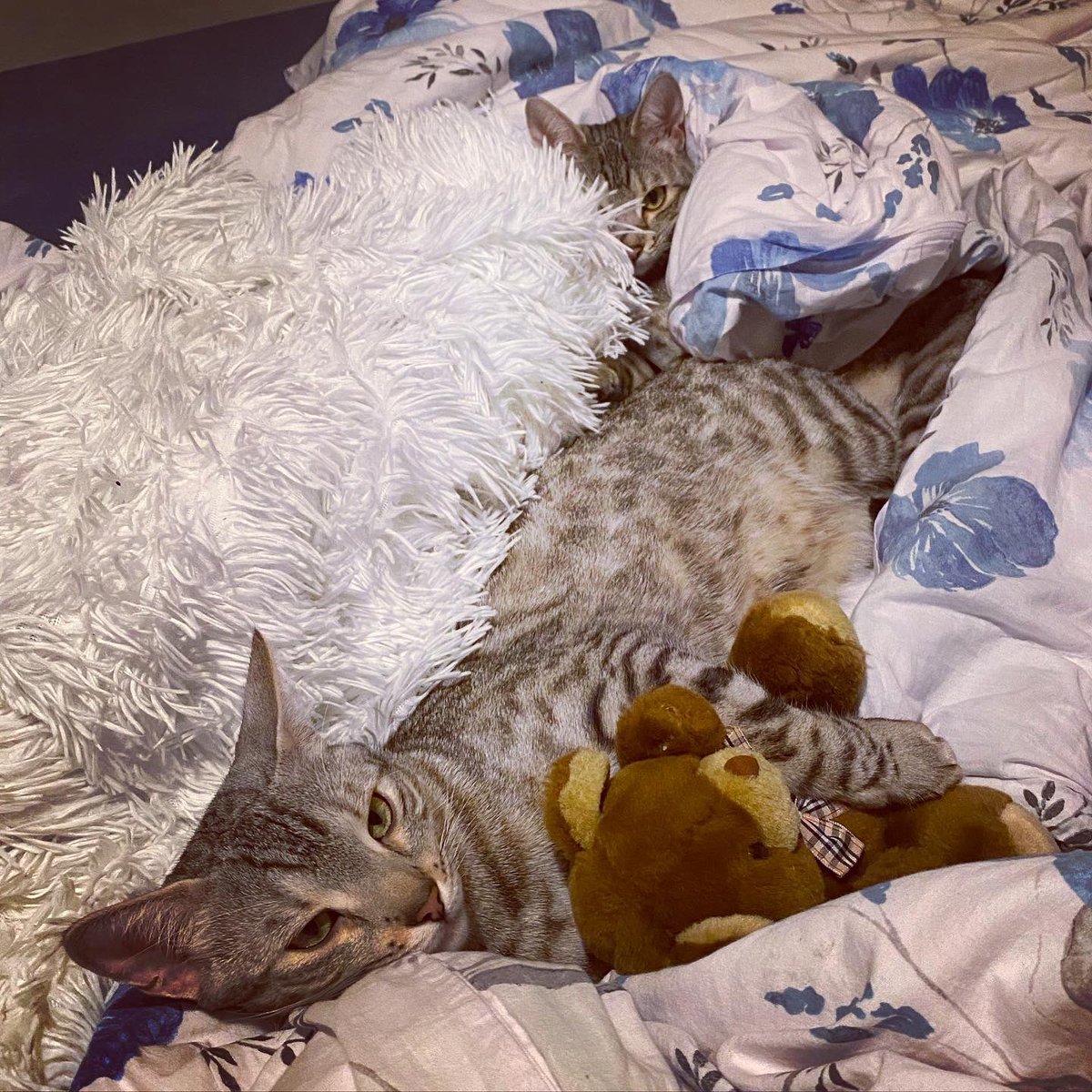 Allyda96's tweet photo. #Schlummern wir noch ein bisschen durch den #Lockdown … so nähern wir uns auch dem Wochenende!
#thursdaymorning #ThursdayThought #thursdaymood #cat #cats #cuddlingcats #sleepingcats #cutecats #bengalcats #catsoftheday #CatsOnTwitter #CatsOfTwitter #pictureoftheday #picoftheday https://t.co/jbxcm1fWN1