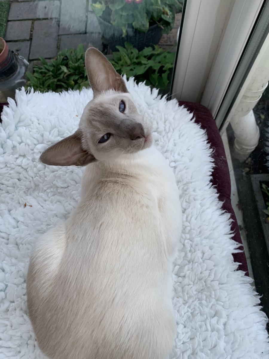 ShelleyStorer's tweet photo. Our little Arlo is 1 today! #Siamesecats #lilacpoint 😻🎉🎈🎂❤️🐾 https://t.co/KmAC3Z3J98