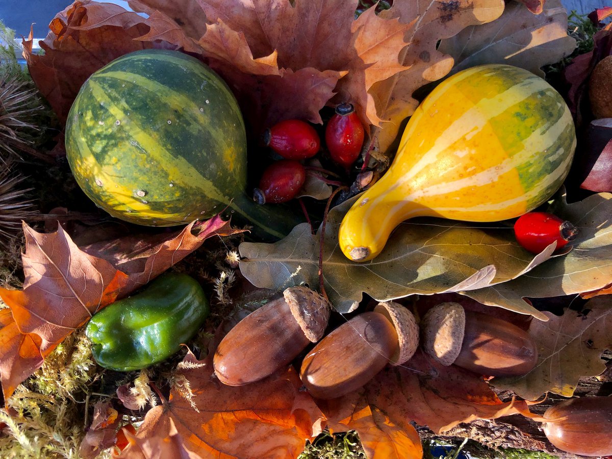 Fall comes in almost all the colors of the rainbow with every leaf turning into a flower for this week’s #Top4Theme #Top4Rainbows with our chat hosts + friends @Giselleinmotion @Touchse @CharlesMcCool & @perthtravelers 

#fallcolors @DailyNatureshot @ararewoman @Adventuringgal