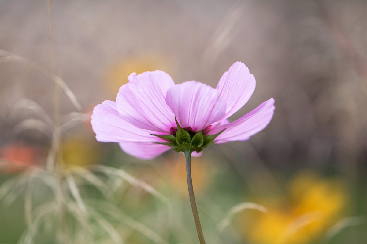 AlbaFloraPhoto's tweet photo. A bit of magic in the garden.. #cosmos #Flowers #nature #NaturePhotography #NatureBeauty https://t.co/RZlka4IEoT
