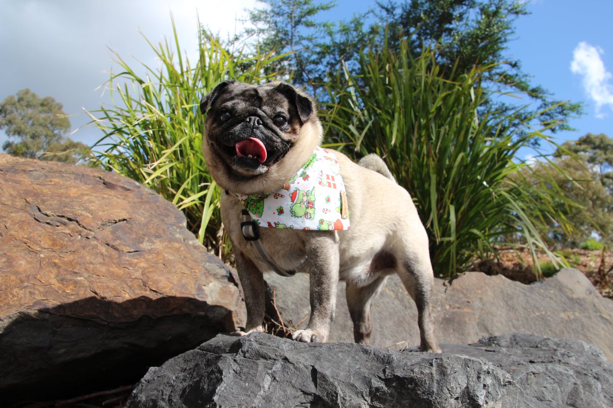 SunniesSnackos's tweet photo. I AM KING OF THE HILL!

#pug #PUGCOIN #pugtwt #dogelon #Christmas #DogsofTwittter https://t.co/BICwmChr7r