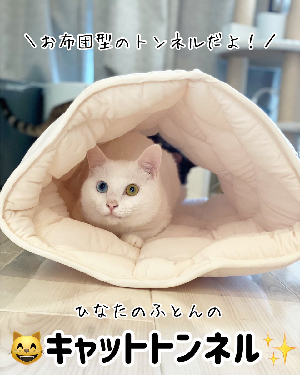 ベンガル猫のクレープさんと白猫のクリームさん (@crepe_bengal) / Twitter