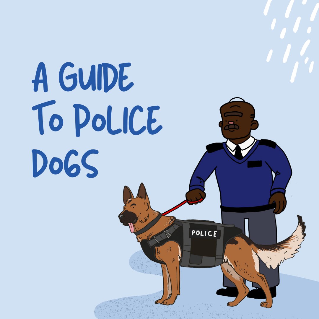 BluelineLearn's tweet photo. A Guide To Police Dogs 🐕 

Police dogs are an important and skilled part of the police force and have saved many lives. In many cases they go on to live with their handler after retirement. #policedogs #teamwork

Illustrations by Grace ✍️ https://t.co/m7oCdv46dU