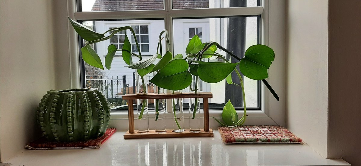 uncontomato's tweet photo. First time using my rooty root tube whatsit to try and get some plants to do their thing.

Cuttings were from my grandma, who has no idea what the plant is but it had practically taken over her kitchen table https://t.co/0uyoCAnHSf