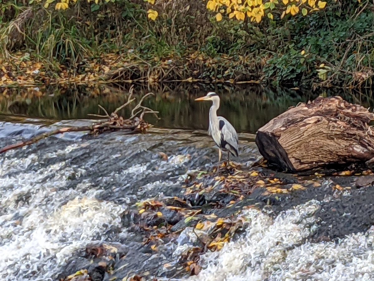 aabwpg's tweet photo. Me staring into the middle distance wondering whether I want fish again for dinner. #ediburgh #waterofleith #herons https://t.co/o1BUft59WK