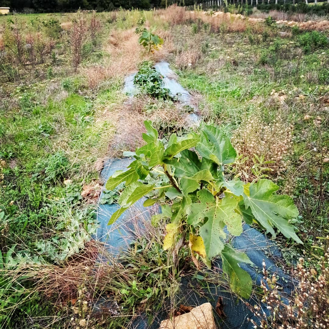 ClaireBC3's tweet photo. Des agrumes et des légumes, des figuiers et des fraisiers... Un belle exemple d'#agroforesterie méditerranéenne diversifiée chez Jean-Luc en #corse !
Ça fait plaisir de voir ce projet évoluer depuis plusieurs années 👏🌱🌳 @IciOnSeme @PurProjet #plantforgood https://t.co/K17paRr534