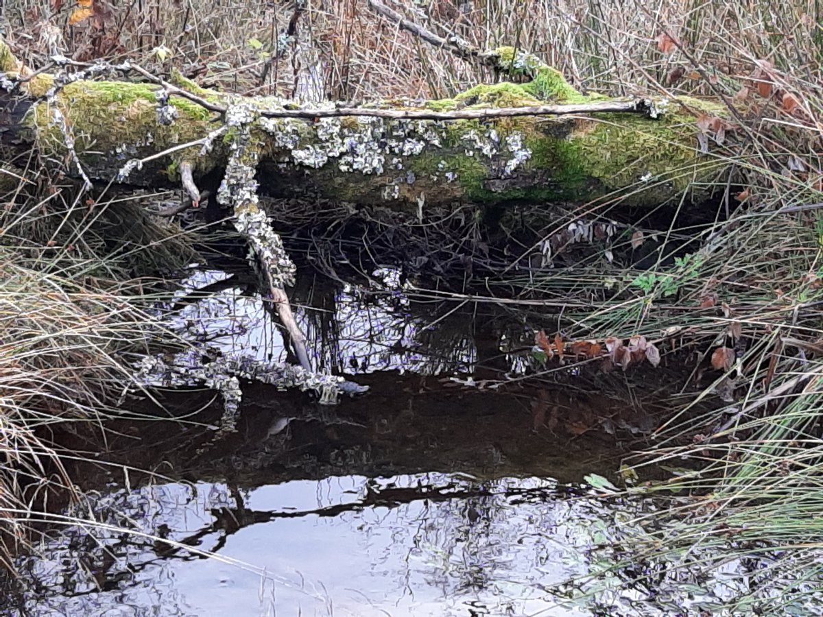 artinhealthcare's tweet photo. Being outside, and in nature, really can aid focus and provide inspiration. #natureforall #cleanairforall #perthshire https://t.co/jiL5iGlq93
