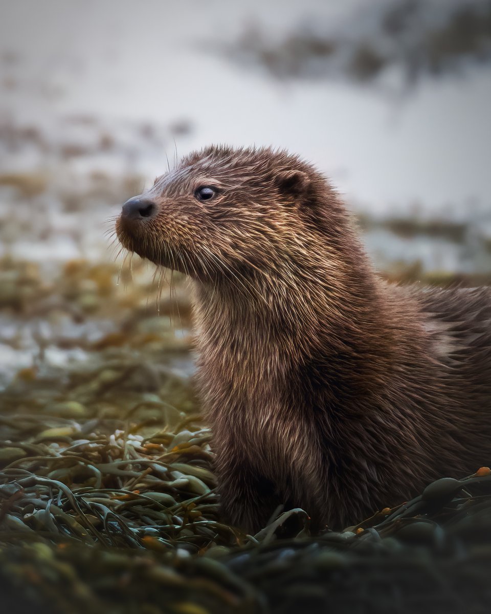 On a beach somewhere in Scotland. A beautiful female otter has been catching food for her cub who is out of shot.  Taken in February 2019 on a tour hosted by @NeilMcIntyre3, but only processed yesterday.
#TwitterNatureCommunity #Otters #Scotland #NatureofScotland #naturelovers