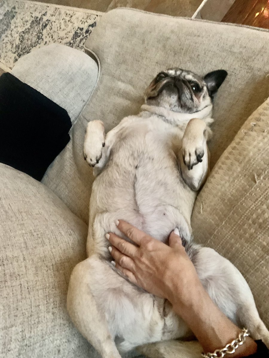 PugloverDeb's tweet photo. We should all be pugs 🙄#Divapug #Violetthepug https://t.co/wbwCHyaboz