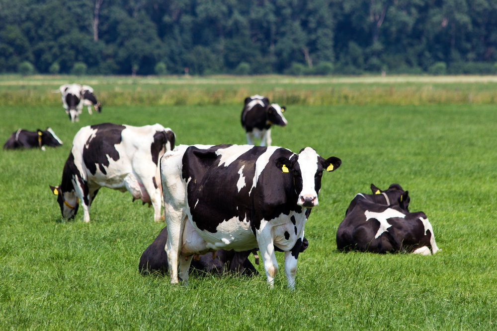 Two UK-based research organisations are collaborating over a roadmap for global #RegenerativeDairy production supported by a number of multinational #dairy food manufacturers and started coincidentally with the #COP26.
@FAIfarms @ffinlocostain

bit.ly/3CmXLwU