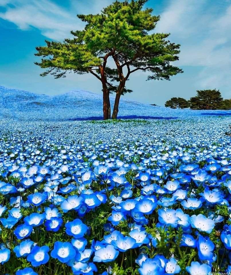 Field of Flowers in Japan.
#Tiredearth
