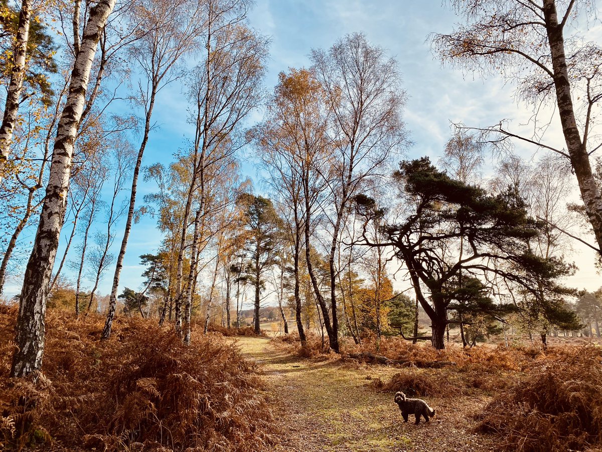 Ro_Moore_'s tweet photo. The most perfect morning in @TheNewForestUK 

#NewForest #Hampshire #VisitHampshire #thursdaymorning #AutumnFalls #beautiful #ThursdayThought https://t.co/wy2nztDbVm