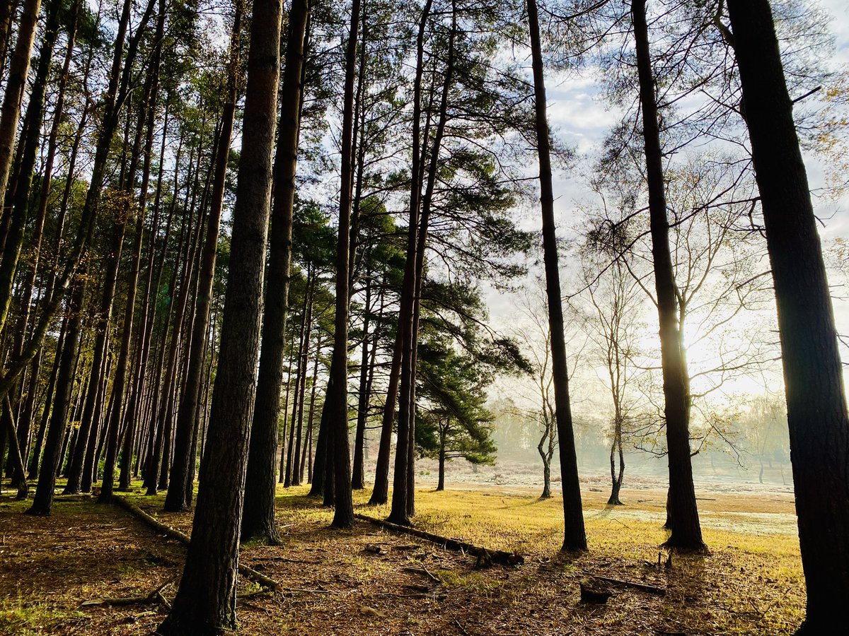 Ro_Moore_'s tweet photo. The most perfect morning in @TheNewForestUK 

#NewForest #Hampshire #VisitHampshire #thursdaymorning #AutumnFalls #beautiful #ThursdayThought https://t.co/wy2nztDbVm