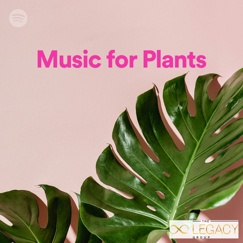 GigiTheRealtor's tweet photo. Spotify's New Playlists Are a New Way to Help Grow Happier &amp; Healthier Plants

Check out the link to get full details: https://t.co/pz9spnLngC https://t.co/h98xLFRm9B