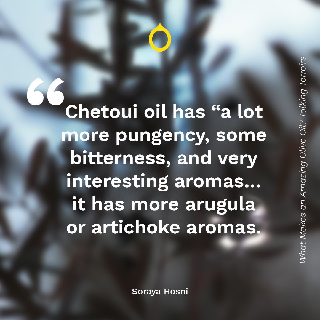 Chetoui is the second main variety of olive in Tunisia, and one with the highest levels of antioxidants in the world. Leave a comment if you're a fan of Chetoui!⁠
⁠
#cleverharvest #cleverolives #olivegrove #oliveoil #olives #evoo #extravirginoliveoil #olivetrees #olivetree