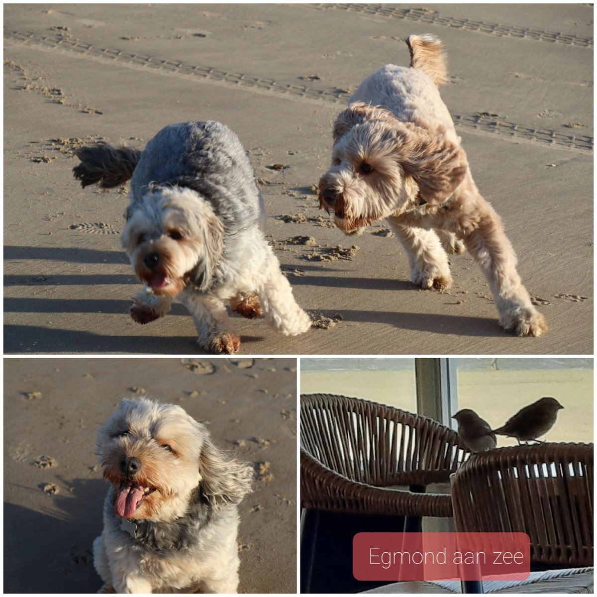 HennisJanie's tweet photo. Lekker naar het strand ipv rondje Vesting 🐾🎉 https://t.co/BH2jqhpHGk
