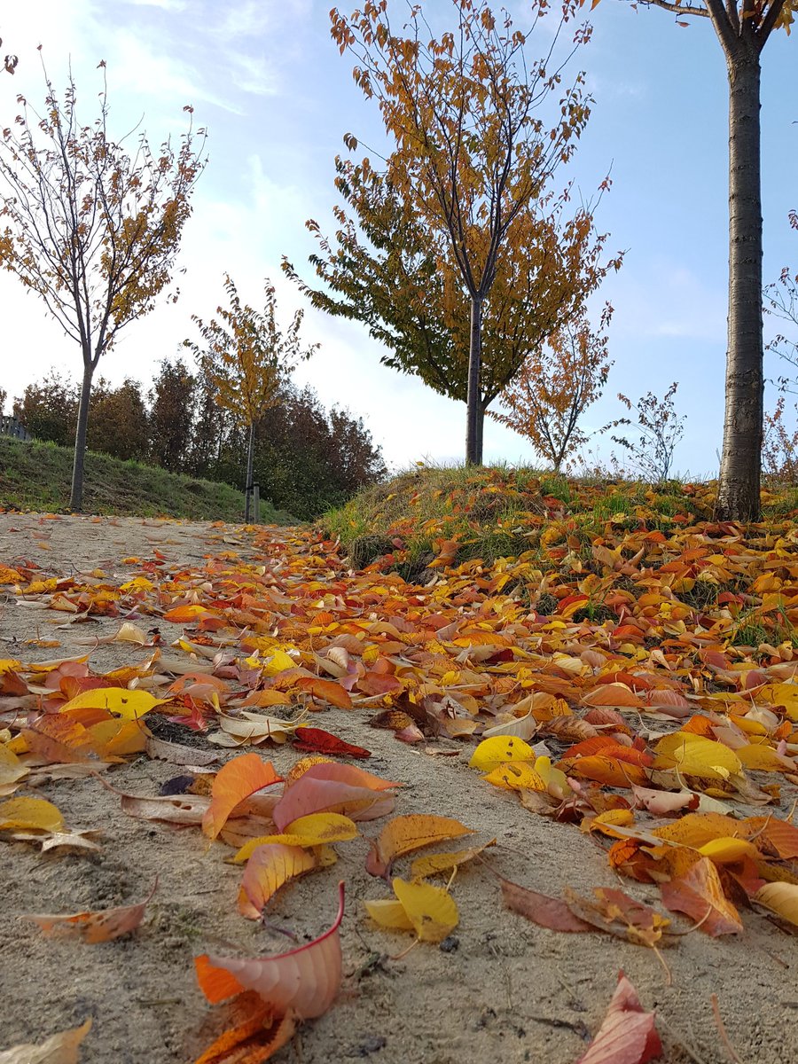 Natuurbelevings's tweet photo. 💛🧡Wat een toffe kleuren!🧡💛#herfstplaatjes 🍂
#herfstblaadjes 🍁
#DeBult #NieuweWetering #herfst https://t.co/6WcWSwIO3r
