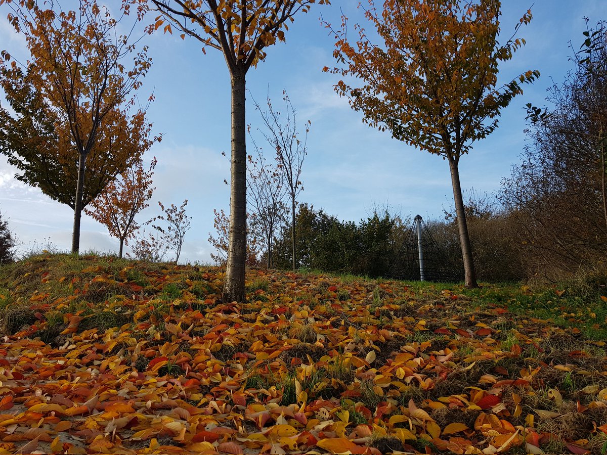 Natuurbelevings's tweet photo. 💛🧡Wat een toffe kleuren!🧡💛#herfstplaatjes 🍂
#herfstblaadjes 🍁
#DeBult #NieuweWetering #herfst https://t.co/6WcWSwIO3r