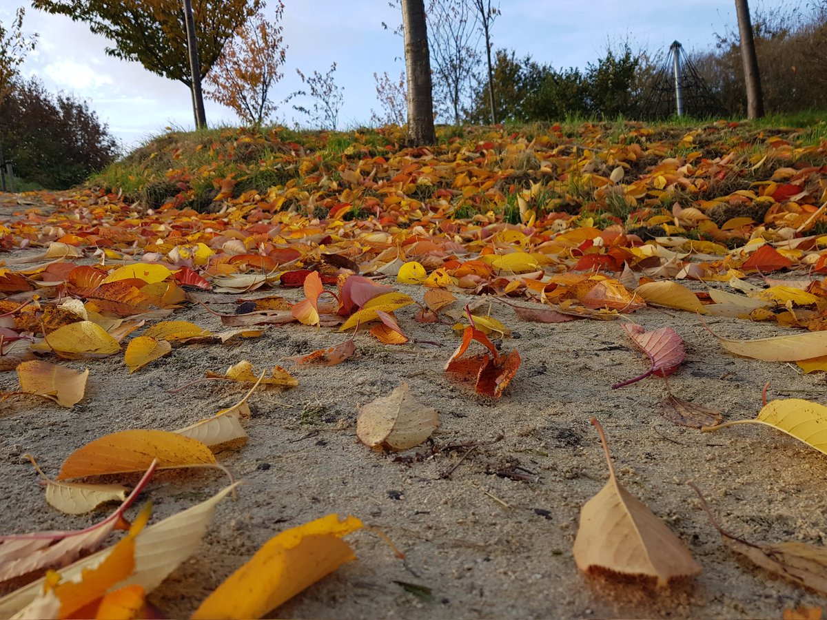 Natuurbelevings's tweet photo. 💛🧡Wat een toffe kleuren!🧡💛#herfstplaatjes 🍂
#herfstblaadjes 🍁
#DeBult #NieuweWetering #herfst https://t.co/6WcWSwIO3r