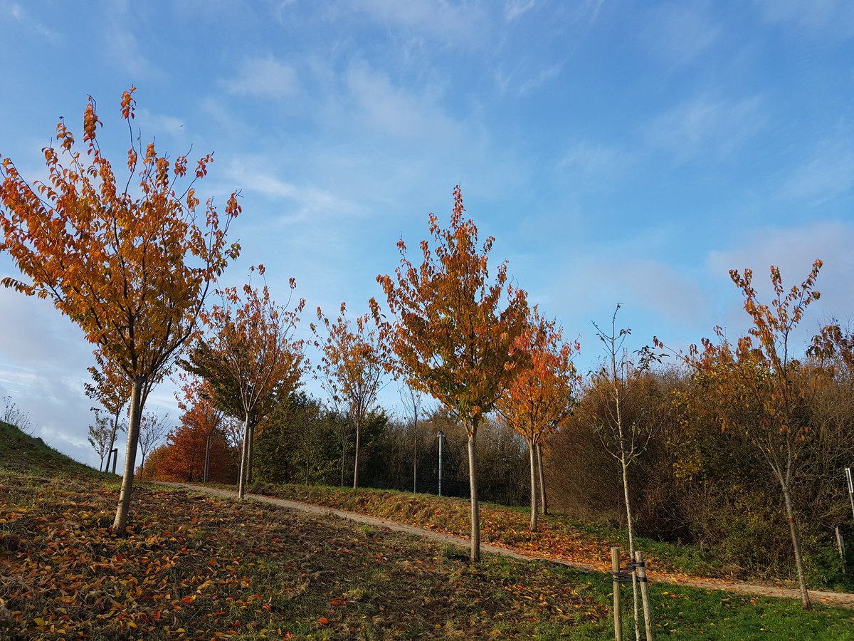 Natuurbelevings's tweet photo. 💛🧡Wat een toffe kleuren!🧡💛#herfstplaatjes 🍂
#herfstblaadjes 🍁
#DeBult #NieuweWetering #herfst https://t.co/6WcWSwIO3r
