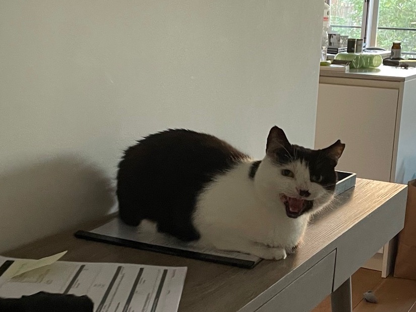 emma_ketterer's tweet photo. “How’s Freddie enjoying the new flat?” https://t.co/Et8gyr9ubu
