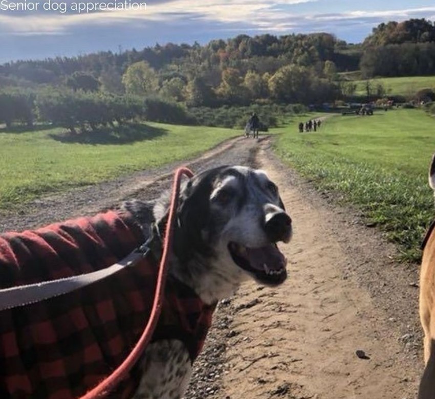 RedemptionPaws tweet media