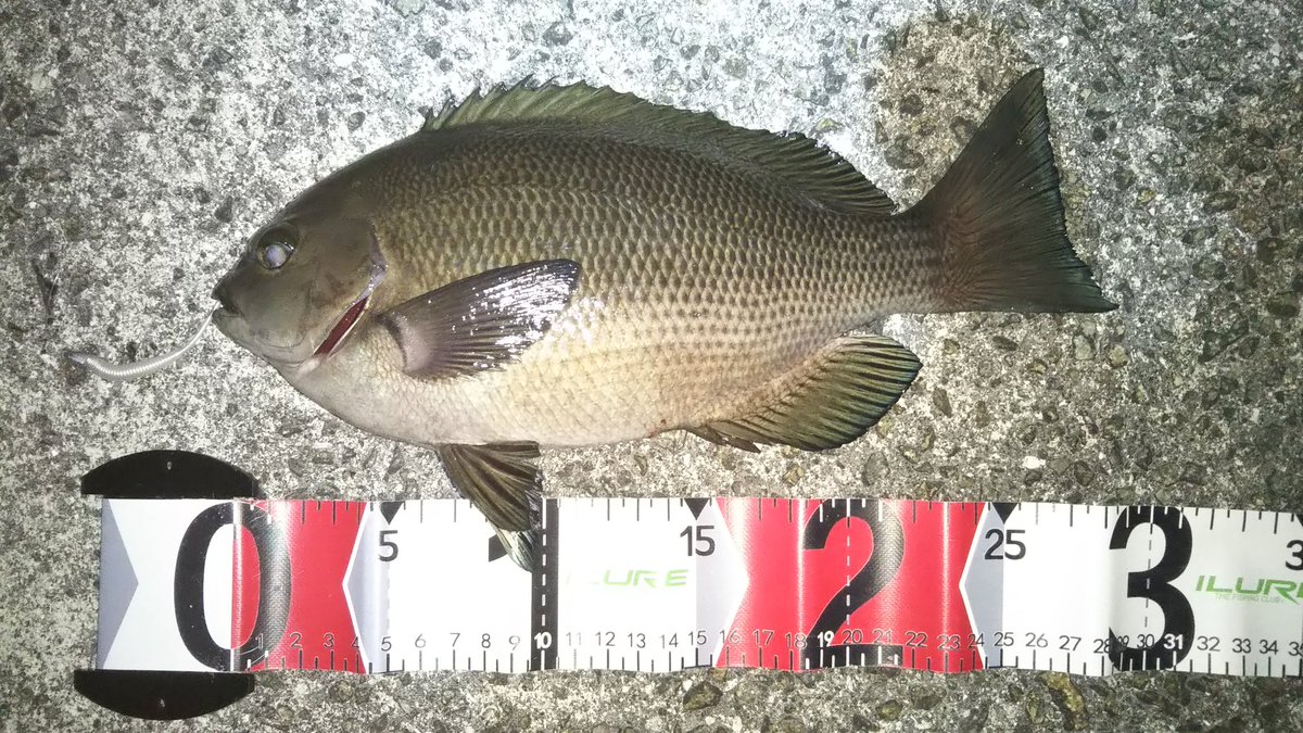 ワームでメジナは初めてです👍️