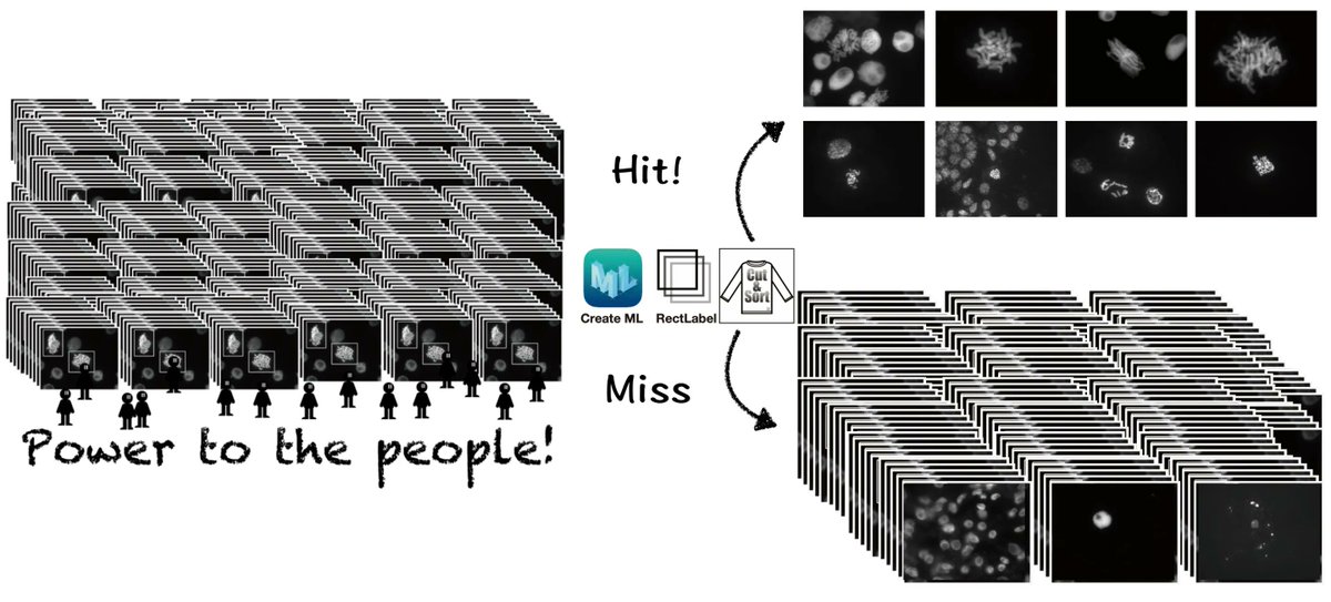 andresvilarino's tweet image. The Sorting Hat: An #AI -powered #imageClassifier for #cell #biologists 
#ArtificialIntelligence #Algorithm #DNA #biological #DeepLearning #DL 
 buff.ly/3kKL9ts