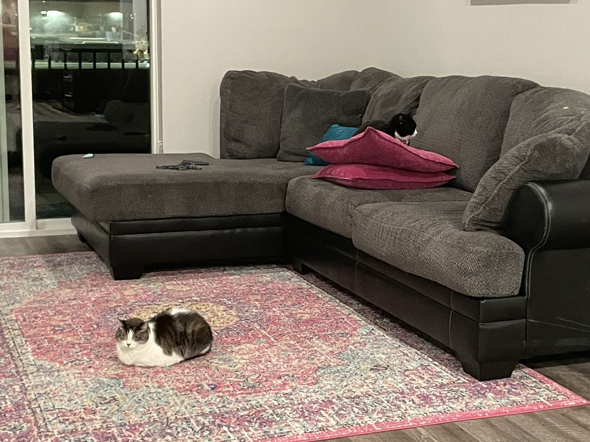 funkeyroxie's tweet photo. henlo every one ,, it has been an while

i have a brothor nowe.. since Apil 8th of thise year . his name is Toby.. donot like him vary much.. he is ony 3(three) year’s old. and i am 14(fourteen’s) meaning i am Old Gumpy ladey who does Not have the time for Toby Game’s … https://t.co/NQC5c4qCkh