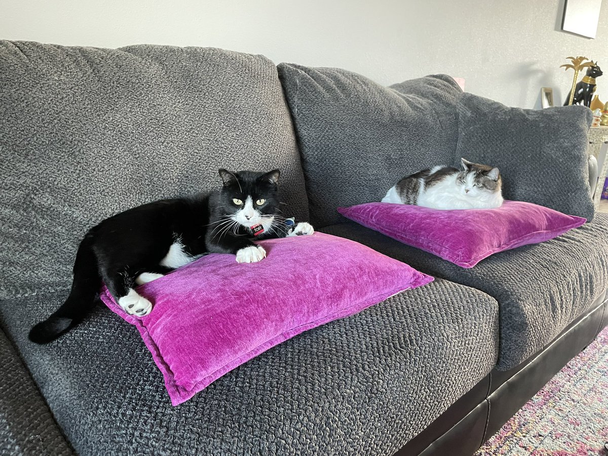 funkeyroxie's tweet photo. henlo every one ,, it has been an while

i have a brothor nowe.. since Apil 8th of thise year . his name is Toby.. donot like him vary much.. he is ony 3(three) year’s old. and i am 14(fourteen’s) meaning i am Old Gumpy ladey who does Not have the time for Toby Game’s … https://t.co/NQC5c4qCkh