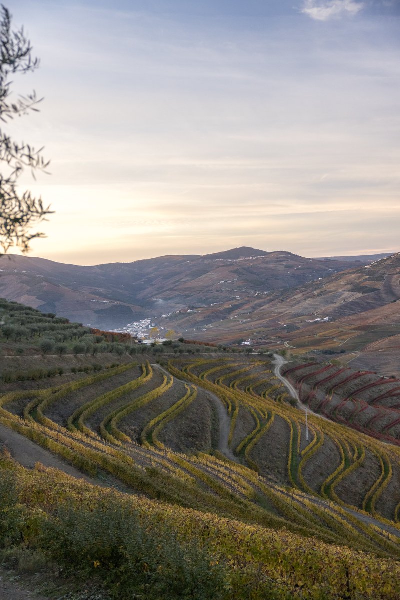 visitportugal's tweet photo. Be sure to visit this region with its breathtaking landscape recognized as World Heritage Site by #UNESCO, and its generous hospitality and fantastic cuisine. #Douro #Rout_e #visitportoandnorth #VisitPortugal https://t.co/zu59LnvYYX